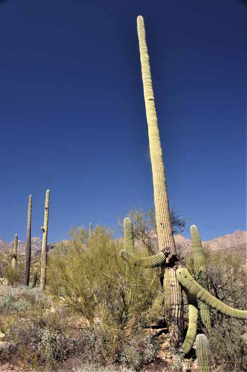 tall saguaro
